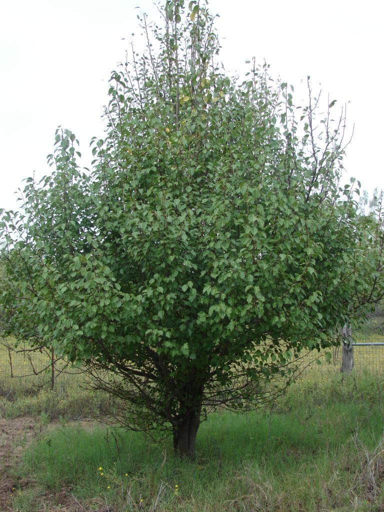 Pear Tree - Oct. 12, 2014 photo DSC02234_zps7edba2bf.jpg